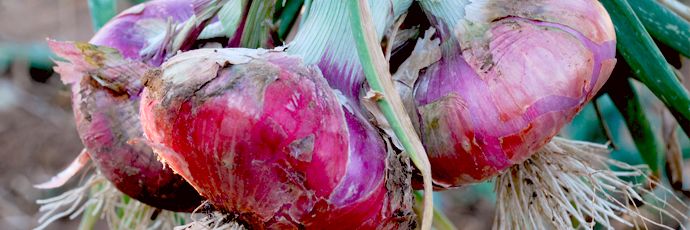 Slow Food Alberobello e Valle d'Itria